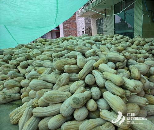 南安官桥吃瓜,探寻南安官桥的夏日美食风情