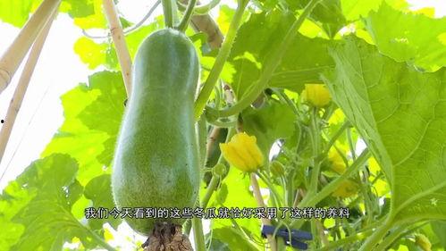 美区usdc吃瓜,揭秘加密货币市场的“吃瓜”众生相