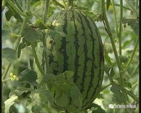 美区usdc吃瓜,揭秘加密货币市场的“吃瓜”众生相