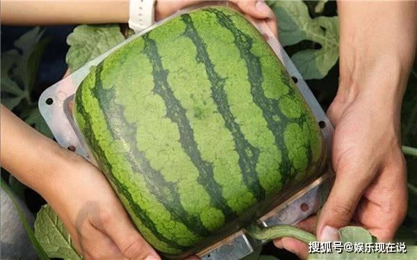 网上卖吃瓜视频,揭秘吃瓜视频背后的娱乐狂欢