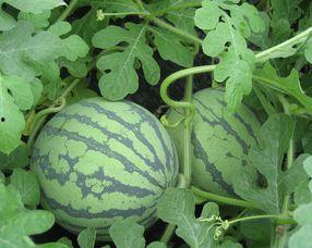 孕妇吃毛瓜吗,营养健康两不误