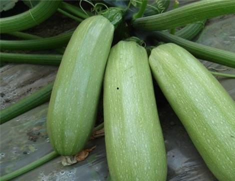 吃利瓜好处,养生保健的天然良药