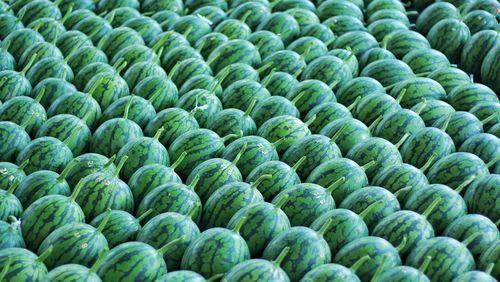 寒亭吃瓜,一场别开生面的吃瓜盛宴