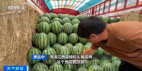 天涯吃瓜2.0,揭秘网络热议背后的真相与笑料