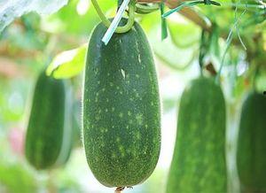 吃瓜3 1,揭秘娱乐圈背后的风云变幻