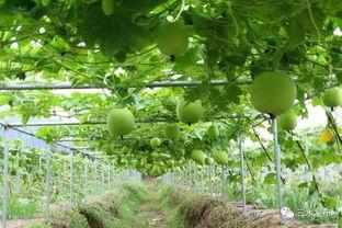 吃瓜摘果摸鱼,吃瓜摘果摸鱼的悠闲生活