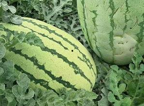 喀什丑瓜怎么吃,解锁美味新境界