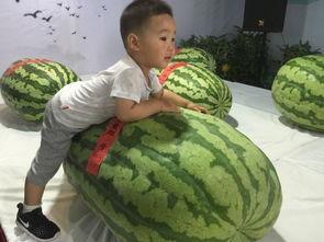 吃瓜事件大连,一场网络舆论的风暴与反思