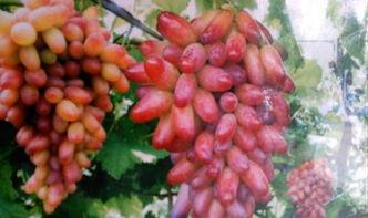 吃瓜群众最早图片,网络时代的围观力量