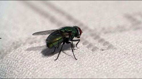 吃瓜苍蝇图,揭秘娱乐圈的“小透明”生存法则