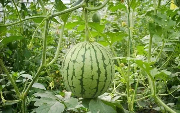 q12吃瓜,网络热词背后的故事与影响