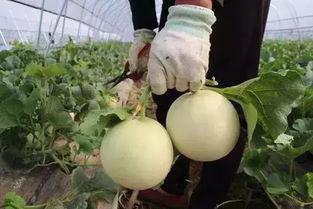 团小团吃瓜,揭秘娱乐圈那些不为人知的幕后故事