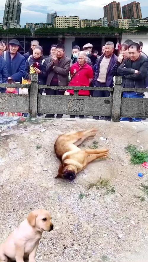 围观吃瓜却发现,揭秘娱乐圈背后的真相