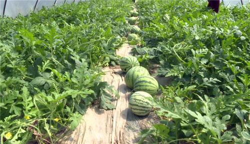 近期文安热门吃瓜事件,揭秘近期热门吃瓜事件背后的真相