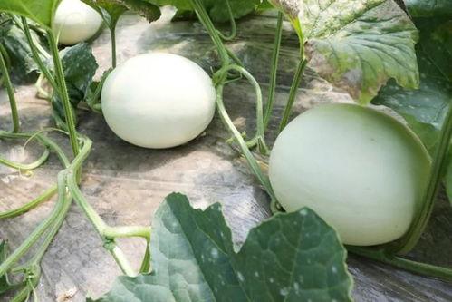 大棚蜜瓜怎么吃,解锁夏日清新口感