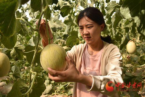 大棚蜜瓜怎么吃,解锁夏日清新口感