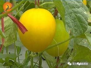 周末可以吃瓜吗,畅享美味瓜果，尽享悠闲生活