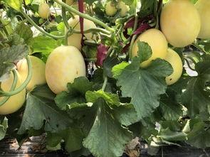 周末可以吃瓜吗,畅享美味瓜果，尽享悠闲生活