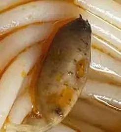 吃瓜蛆,网络舆论场中的新型传播现象