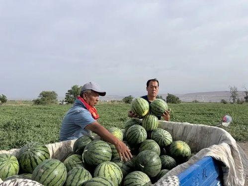 在线吃瓜蓬莱,揭秘网络热点的幕后故事