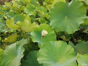 在线吃瓜蓬莱,揭秘网络热点的幕后故事