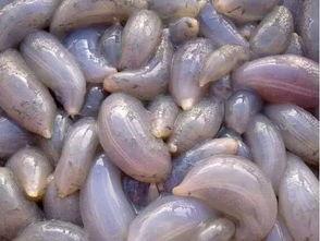 秦皇岛吃瓜群,揭秘当地美食与趣闻的社交聚集地