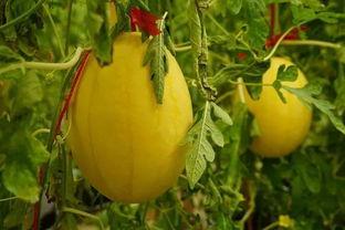 秦皇岛吃瓜群,揭秘当地美食与趣闻的社交聚集地