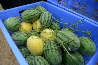 秦皇岛吃瓜群,揭秘当地美食与趣闻的社交聚集地