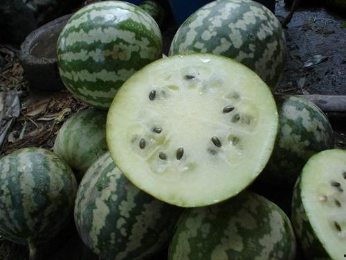 绿宝瓜可以吃吗,美味与健康的双重享受