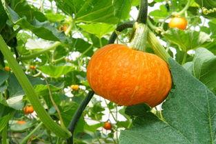 山楂树吃瓜,山楂树下的甜蜜瓜果时光