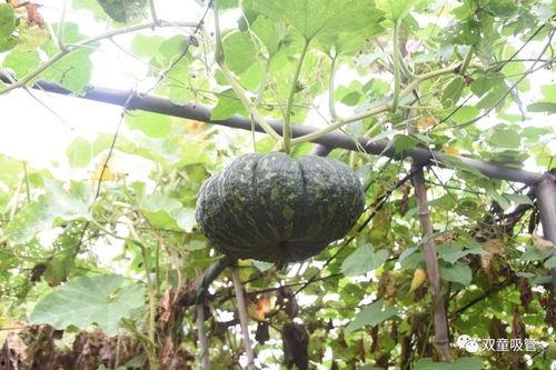 山楂树吃瓜,山楂树下的甜蜜瓜果时光