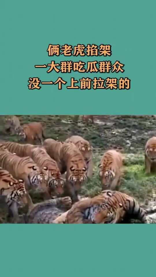 吃瓜群求拉,社交新潮流下的拉群现象