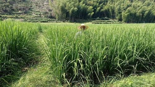 浙江丽水吃瓜,探寻浙江瓜果飘香之旅