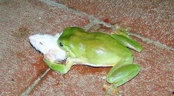 大街上青蛙吃瓜,青蛙大快朵颐，瓜果飘香引围观