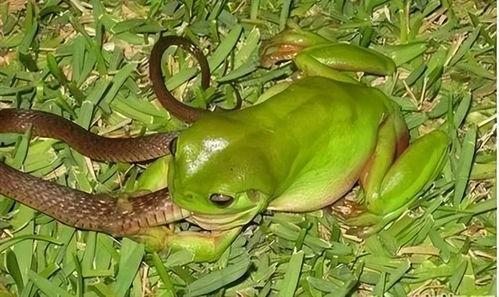 大街上青蛙吃瓜,青蛙大快朵颐，瓜果飘香引围观