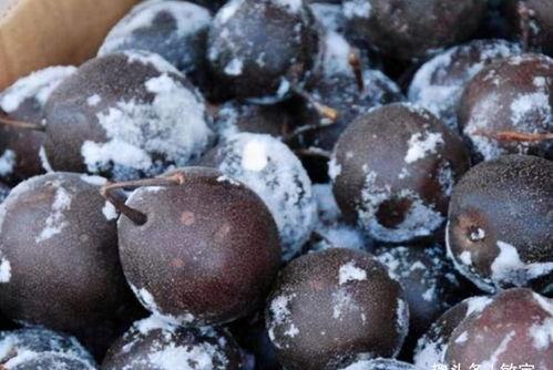 东北人冬天吃瓜,冰天雪地里的夏日瓜香