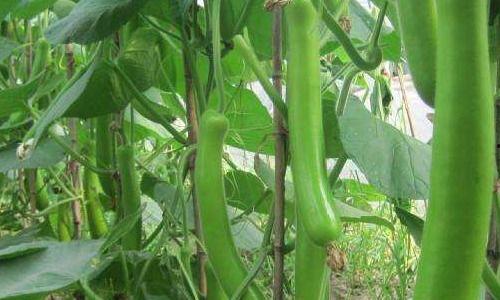 长瓠瓜怎么吃,探索美味与营养的完美结合