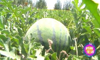 镇平荣耀新城吃瓜