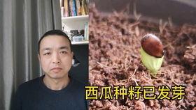 吃瓜被情侣砸瓜,吃瓜群众意外成焦点
