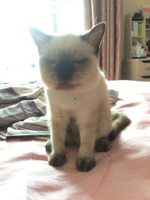 小猫打架吃瓜图片,小猫打架现场，吃瓜群众围观