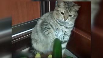 小猫打架吃瓜图片,小猫打架现场，吃瓜群众围观