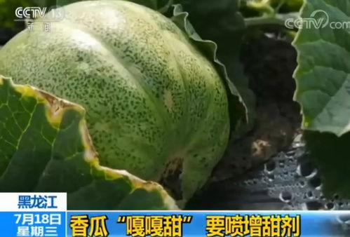 梦见别人分田瓜吃,共赏分田瓜果的和谐寓言