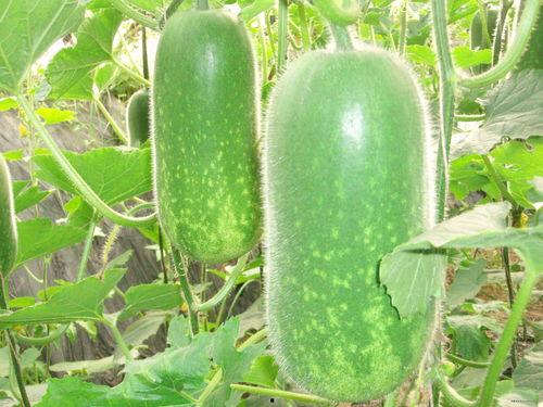 吃瓜ssfd,揭秘吃瓜群众背后的SSFD现象