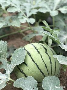 江西大网红吃瓜,揭秘网络红人的幕后故事