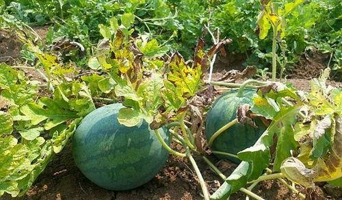 吃不成的瓜,一场未完成的瓜宴