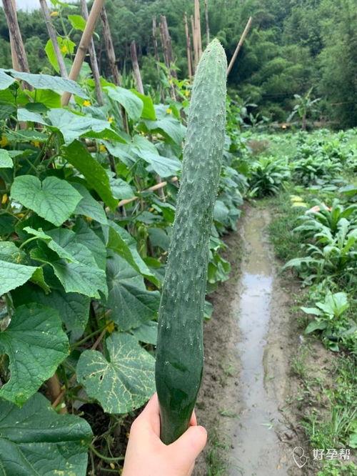 哈婆吃瓜,揭秘娱乐圈背后的那些事儿