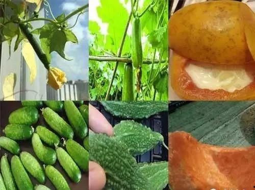 福宝吃瓜趣事,娱乐圈的甜蜜“瓜田”