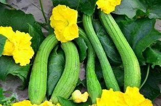 会长吃的瓜,揭秘幕后故事与甜蜜瞬间