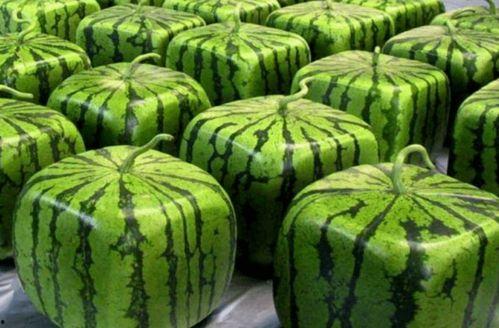 会长吃的瓜,揭秘幕后故事与甜蜜瞬间