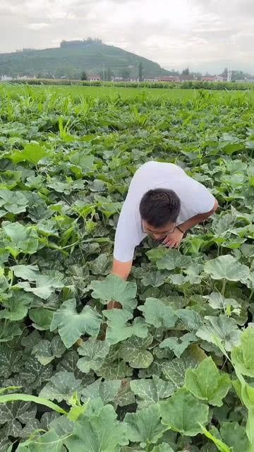 秦岭吃瓜,探寻秦岭特色美食之旅